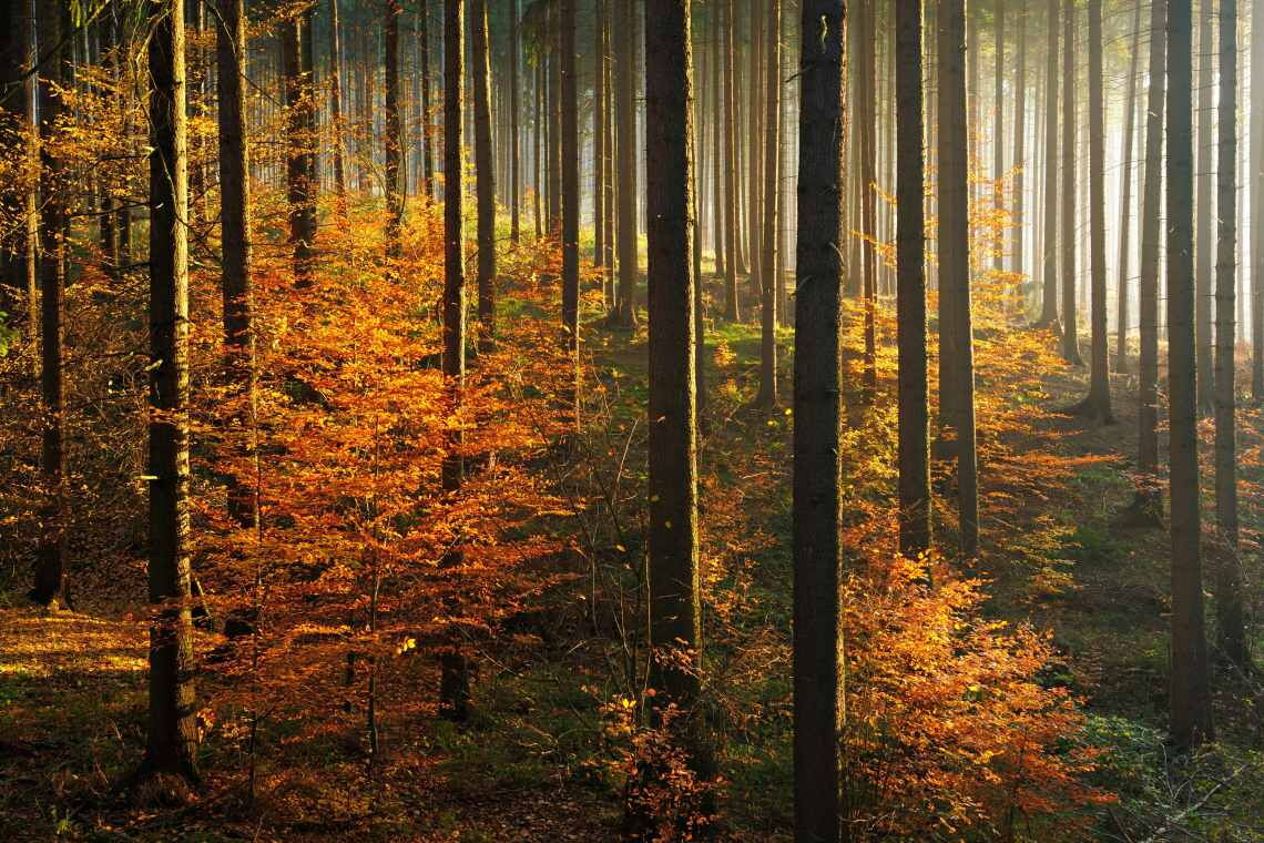Wälter sind effiziente CO2-Speicher, Aufforstungen können den Klimawandel daher tendenziell bremsen. Doch um das gesamte CO2 aus fossilen Brennstoffen aufzunehmen, wären gewaltige Flächen nötig.
