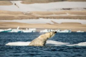 Klimawandel: Der Lebensraum für den Eisbär schmilzt dahin.