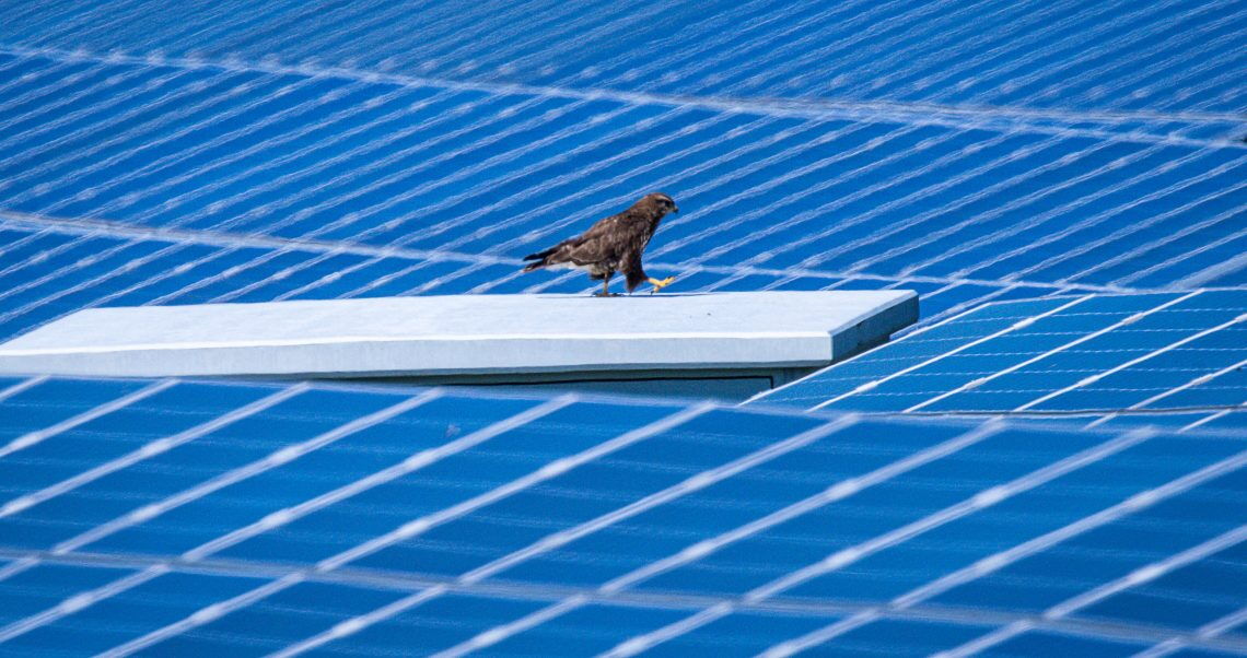 Greifvogel in Solarpark: Richtig angelegt, tragen PV-Parks zum Artenschutz bei und fördern die lokale Biodiversität.