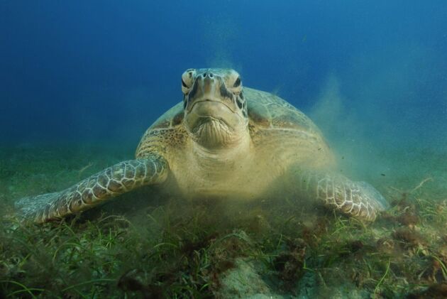 Seegras kann gewaltige Mengen CO2 speichern. Hier lässt sich eine Grüne Meeresschildkröte im Roten Meer darauf nieder.