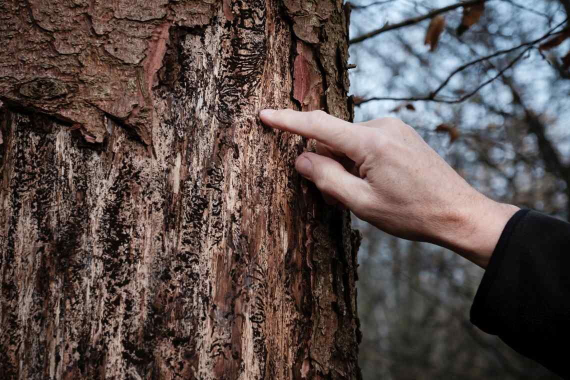 Förster Uwe Schölmerich zeigt an einer Fichte im Kottenforst bei Bonn die Spuren des Borkenkäfers, der sich zuletzt exponentiell vermehrt hat.