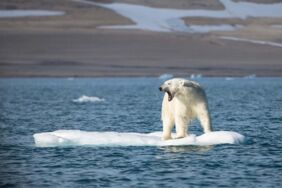 Eisbär: Der Klimawandel zerstört seine Lebensgrundlage.
