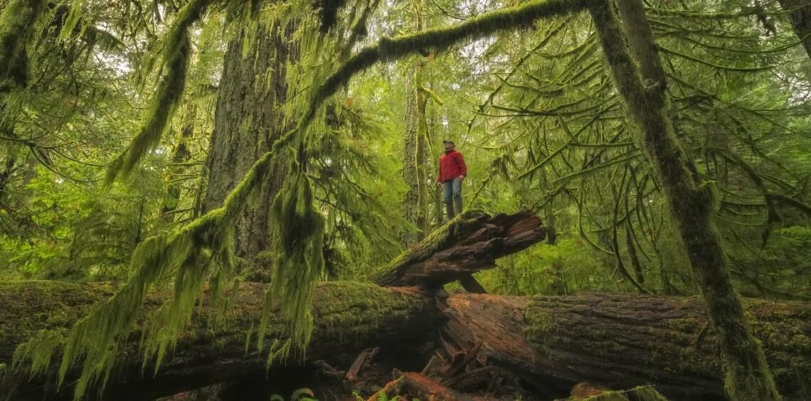 Der Regenwald auf Vancouver Island ist eine faszinierende Landschaft, die Jahr für Jahr Touristen anlockt.