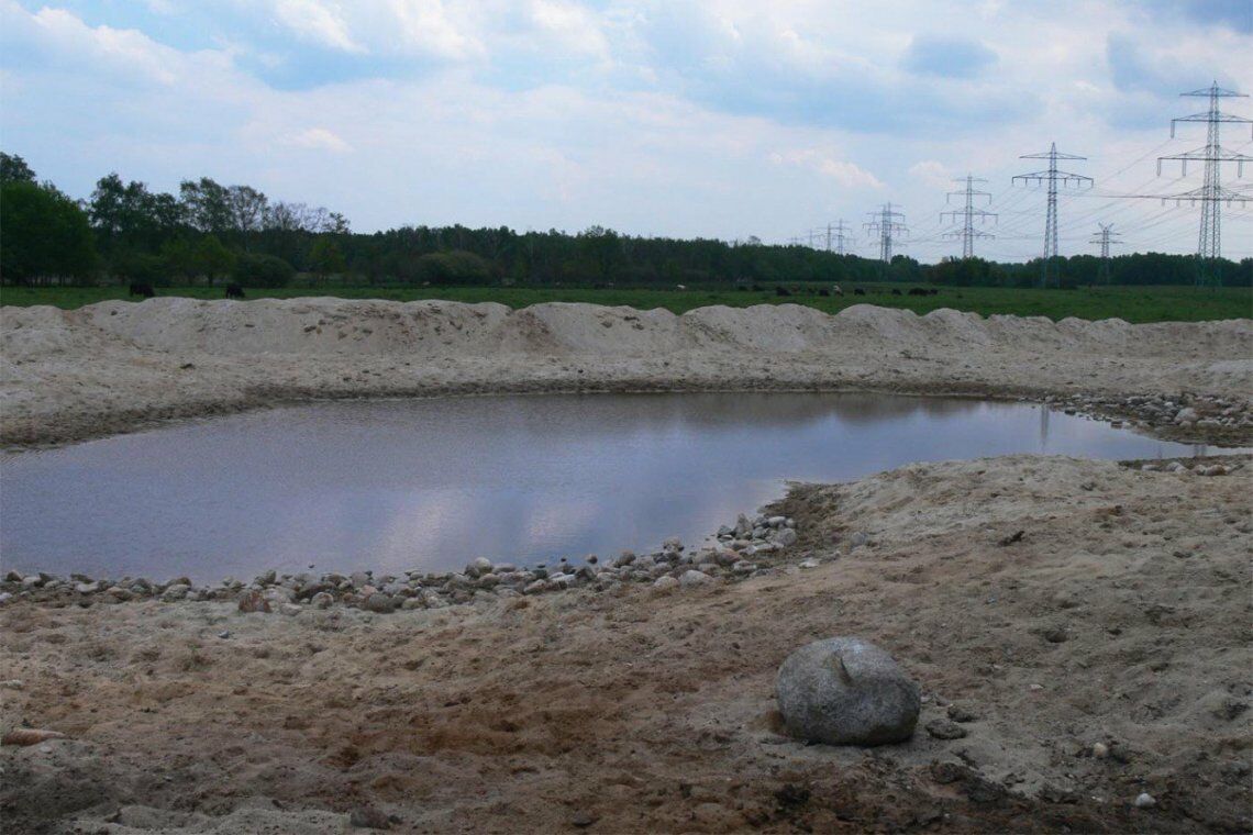 Naturschutzgebiet Glasmoor: Die von 50 Hertz finanzierte ökologische Ausgleichsfläche ist ein Rückzugsort für die Kreuzkröte.