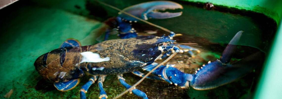 Hummer-Aufzuchtstation auf Helgoland: Hier werden Tausende Hummer gezüchtet, um sie in Offshore-Windparks wie Riffgat auszuwildern.