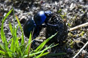 Ein blau schimmernder Mistkäfer legt Nahrungsvorräte für die Larven an. Dazu werden unterirdische Gänge und eine Brutkammer für die Ernährung aus Dung, Pilzen und Humus gegraben