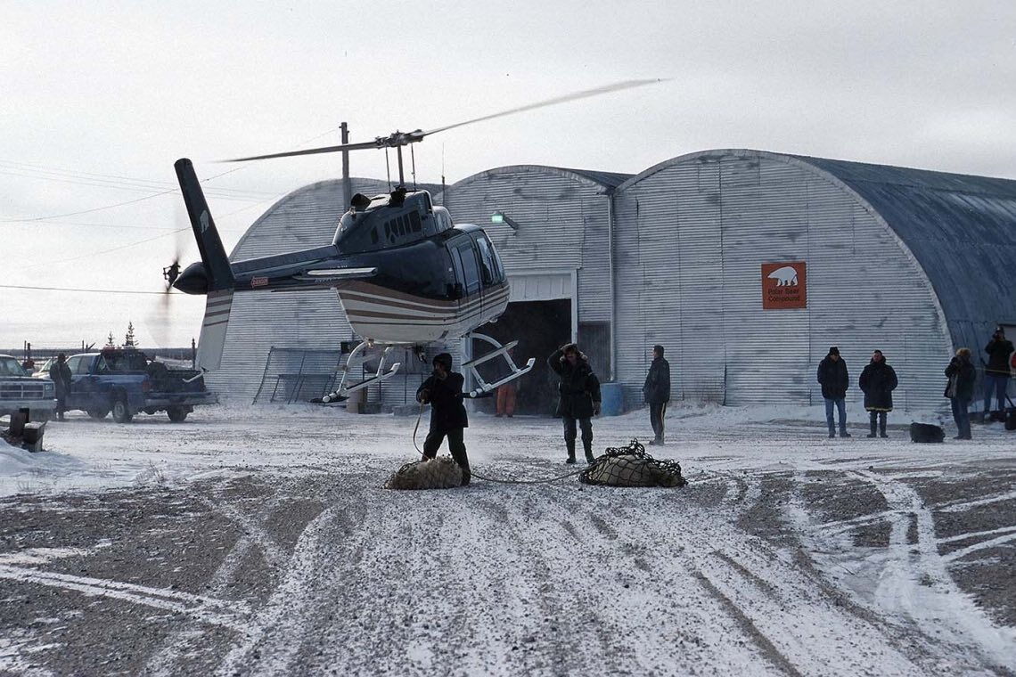 Klimawandel in Kanada: Eisbären wandern weiter nach Süden. Per Helikopter werden sie zurück in den Norden gebracht.