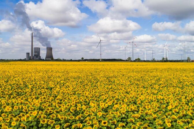 Windräder und en Kohlekraftwerk stehen am Rand eines Sonnenblumenfelds in Niedersachsen: Die Stiftung Klimaneutralität hat einen Vorschlag unterbreitet, um den Konflikt von Artenschutz und Klimaschutz zu lösen.