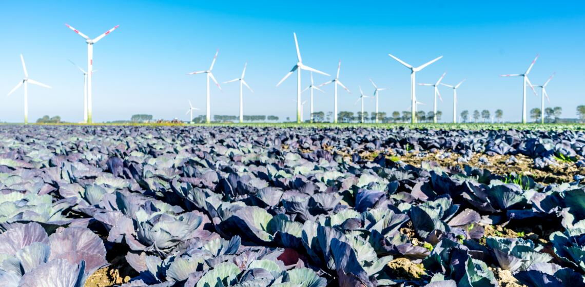 In Schleswig-Holstein drehen sich besonders viele Windräder, wie hier in Dithmarschen. CDU-Chef Friedrich Merz nannte die Anlagen kürzlich hässlich. Der CDU-Abgeordnete Mark Helfrich sieht die Sache nüchterner.