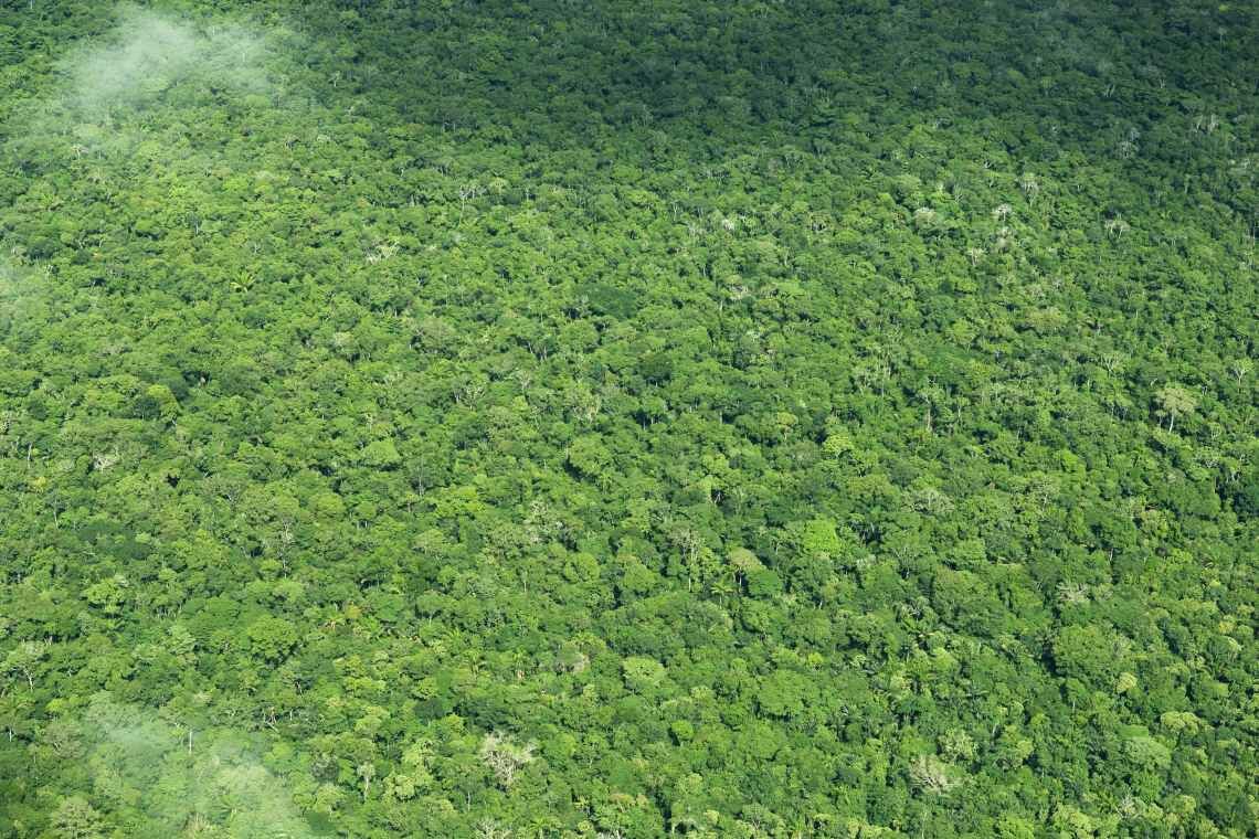 Der Amazonas-Regenwald ist der größte CO2-Speicher der Erde. Er kann etwa 80 Milliarden Tonnen CO2 aufnehmen – doppelt so viel, wie die Menschheit in zehn Jahren produziert.