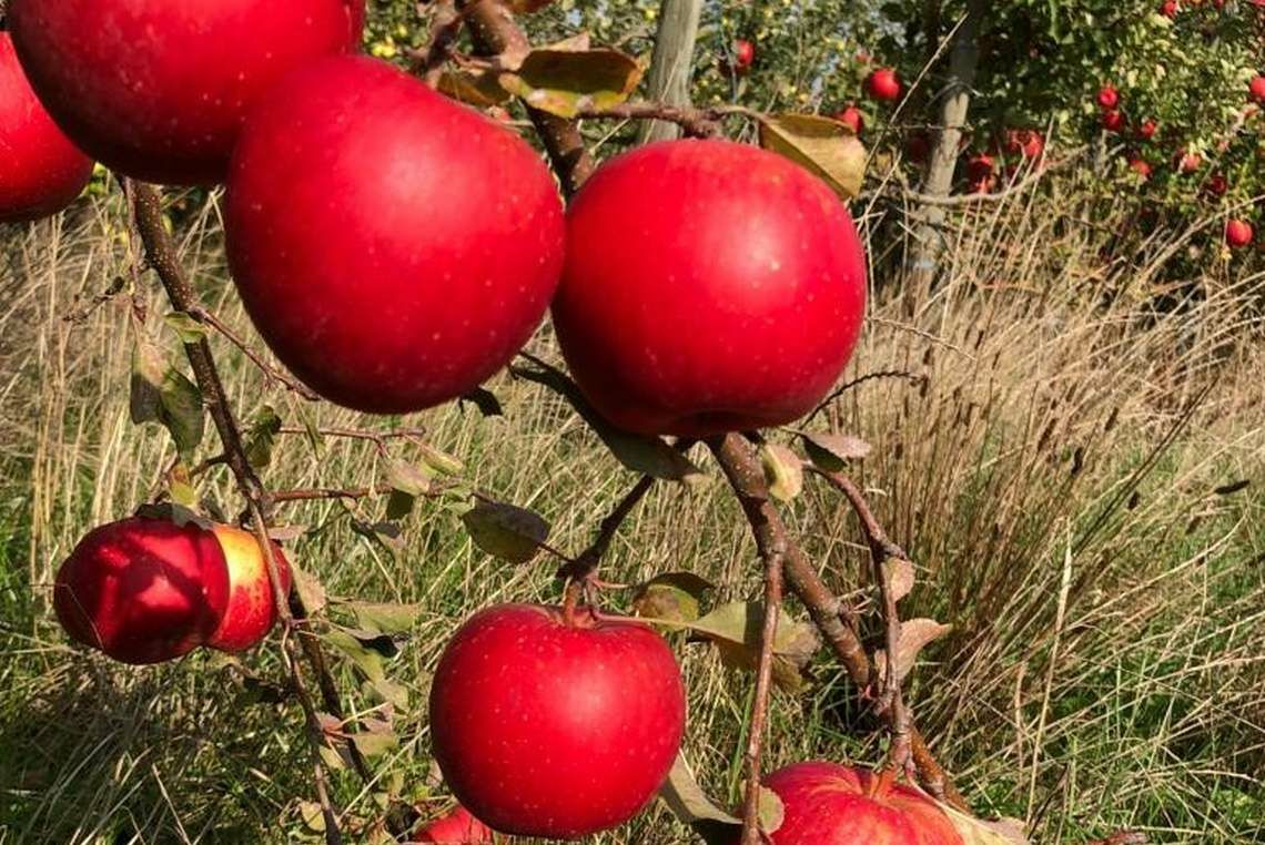 Äpfel in der Plantage von Werner Gebauer: Der Naturliebhaber verzichtet konsequent auf Pestizide.
