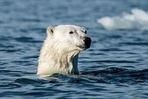 Der Lebensraum des Eisbären schmilzt im Klimawandel dahin.