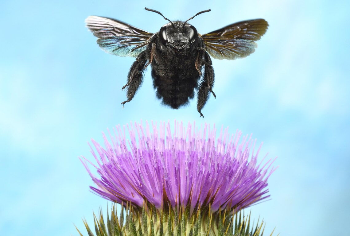 Eine Holzbiene landet auf einer Eselsdistel: Margit Ziegler baut Blühpflanzen samt Hanf für Biogas-Anlagen an, in denen die Artenvielfalt gedeiht.