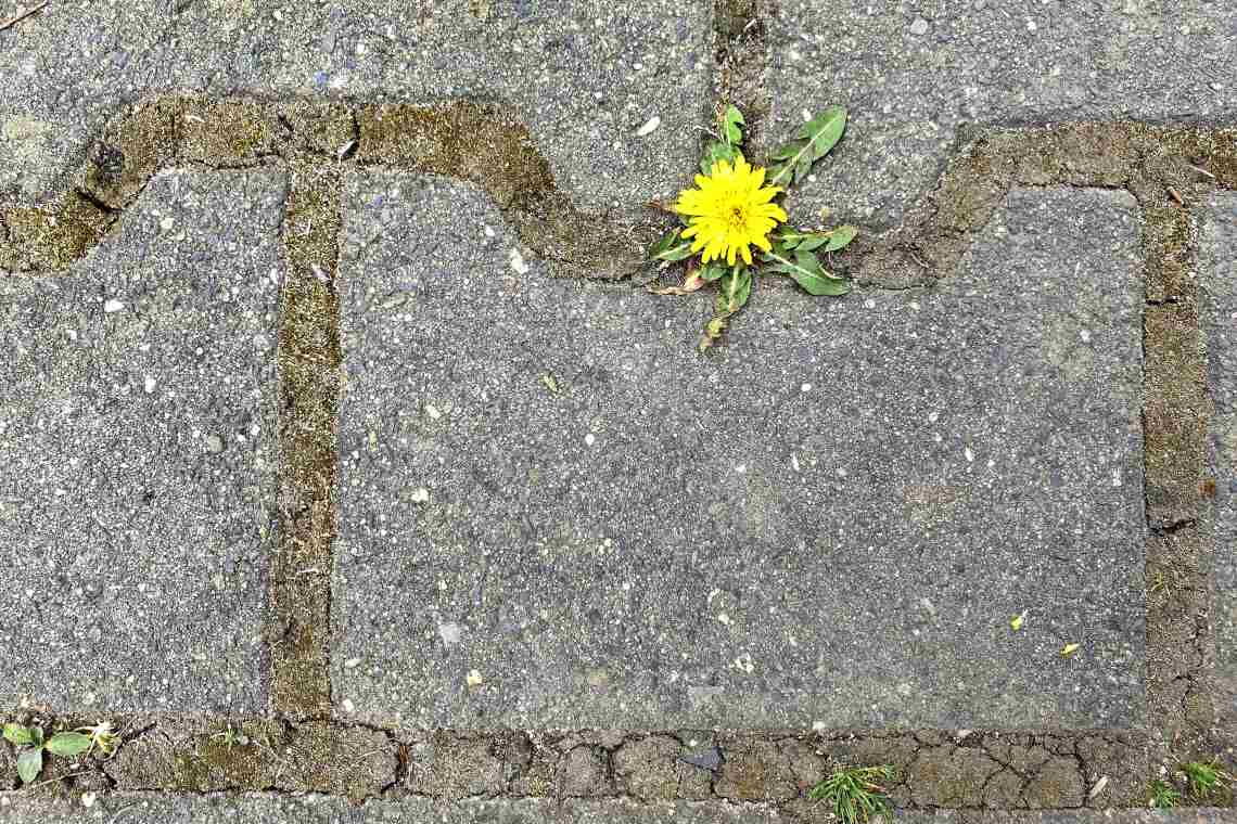 Selbst ein Überlebenskünstler wie der Löwenzahn findet immer weniger Platz, auch wenn ihm wenig Raum wie hier zwischen Gehwegsteinen genügt.