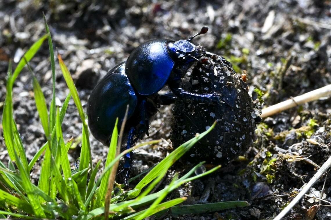 Ein blau schimmernder Mistkäfer legt Nahrungsvorräte für die Larven an. Dazu werden unterirdische Gänge und eine Brutkammer für die Ernährung aus Dung, Pilzen und Humus gegraben