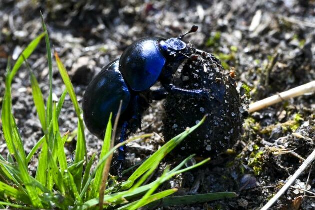 Ein blau schimmernder Mistkäfer legt Nahrungsvorräte für die Larven an. Dazu werden unterirdische Gänge und eine Brutkammer für die Ernährung aus Dung, Pilzen und Humus gegraben