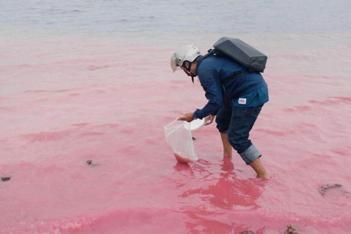 Ein Mann sammelt Korallenlarven für ein Projekt zum Schutz der Biodiversität: Die Korallen sollen auf den Fundamenten eines Offshore-Windparks in Taiwan angesiedelt werden.