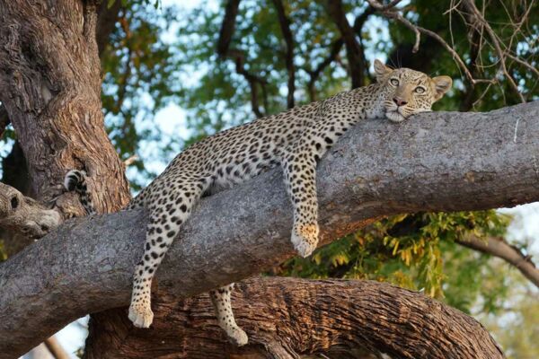 Ein Leopard döst auf einem Baum im Okavangodelta, ganz in der Nähe des Chitabe-Camps.