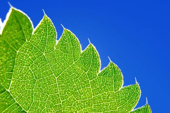 Forscher arbeiten daran, den Prozess der Photosynthese künstliche nachzubauen, um der Atmosphäre so CO2 zu entziehen und dem Klimawandel entgegenzuwirken.