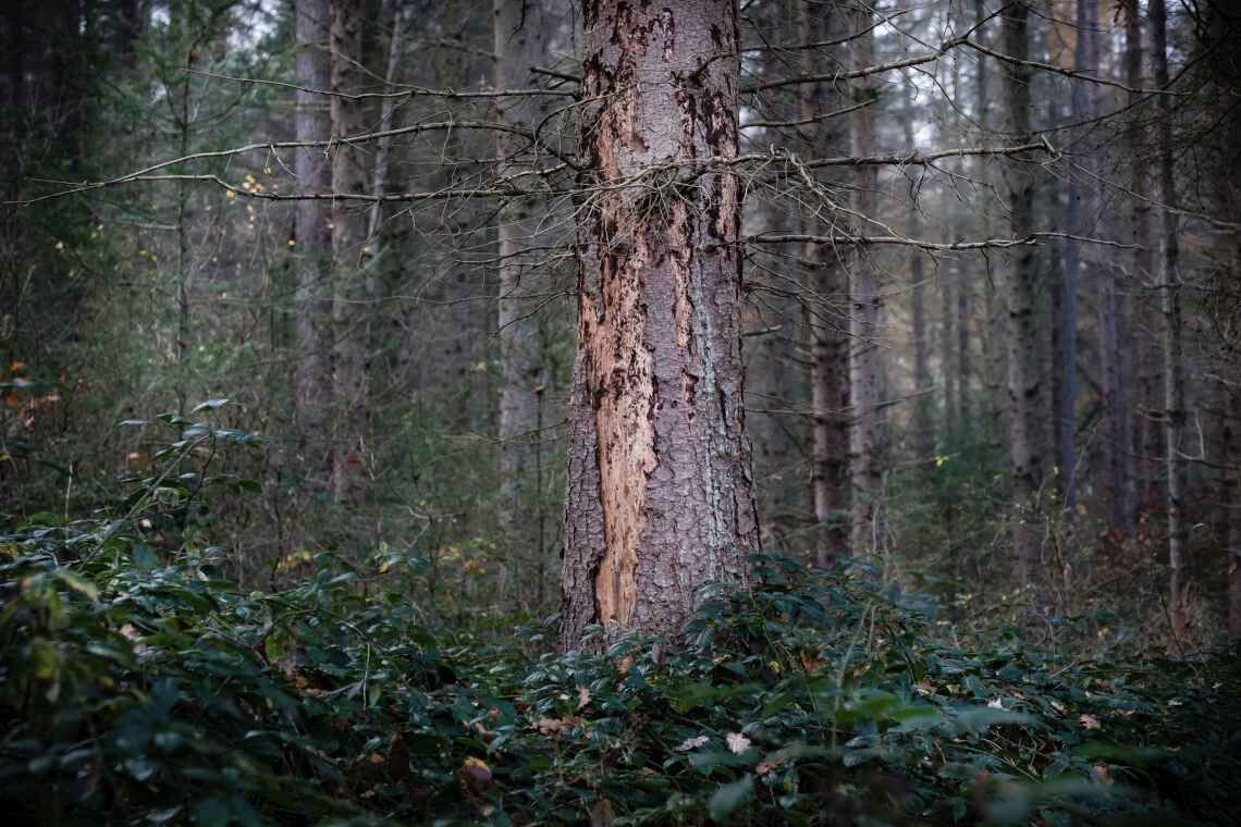 Der Wald und die Klimakrise: Diese Fichte im Kottenforst bei Bonn zeigt deutliche Schäden durch Wassermangel und Borkenkäfer.
