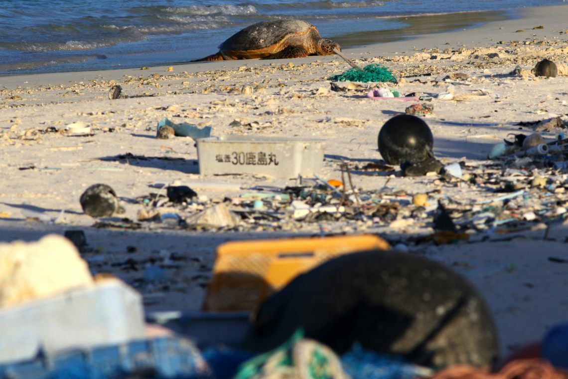 Eine Schildkröte kriecht über einen von Plastikmüll übersäten Strand auf Hawaii: Praktisch keine Region der Welt ist frei von menschlichem Abfall.