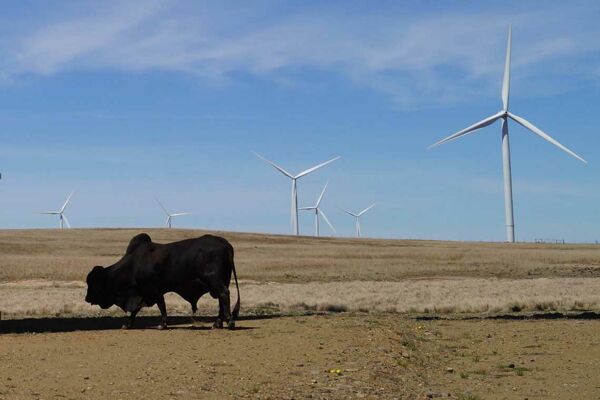 Windenergie in Südafrika: Die Dorper Wind Farm in der Provinz Eastern Cape besteht aus 40 Nordex-Windrädern.