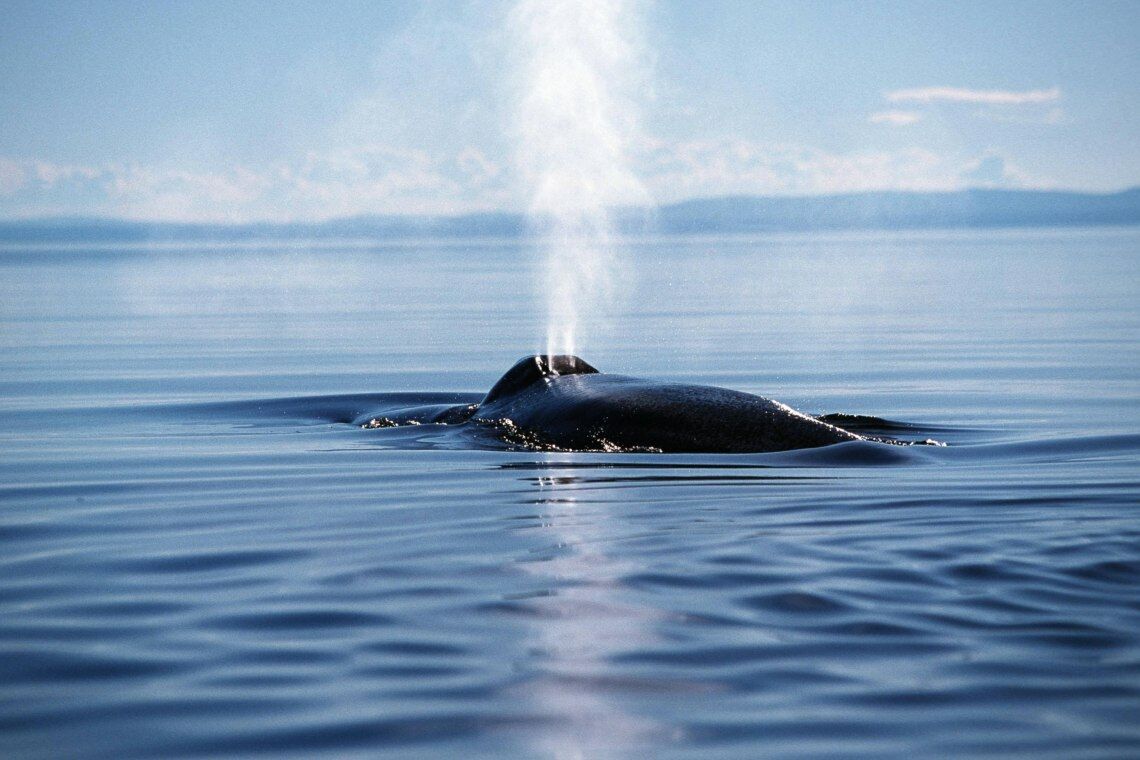 Blauwal vor der kanadischen Küste: Das größte Säugetier der Welt ist ein „Gärtner der Meere“ – es fördert mit seinen Ausscheidungen das Wachstum von Phytoplankton.