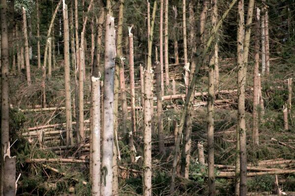 Sturm „Kolle“ hat 2017 viele Bäume in den Wäldern rings um das bayerische Hauzenberg umgeknickt. Sollten die Flächen für Windräder genutzt werden?