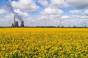 Windräder und en Kohlekraftwerk stehen am Rand eines Sonnenblumenfelds in Niedersachsen: Die Stiftung Klimaneutralität hat einen Vorschlag unterbreitet, um den Konflikt von Artenschutz und Klimaschutz zu lösen.