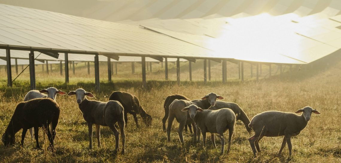 Solarpark in Deutschland: 2023 war ein Rekordjahr für die Energiewende, der Anteil erneuerbarer im Strommix stieg auf knapp 60 Prozent.