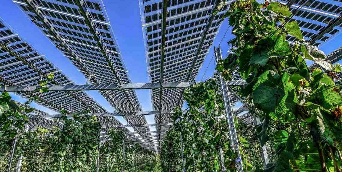 Agri-PV-Anlage in einem Weinberg in Munzigen bei Freiburg: Die Paneele erzeugen nicht nur Strom, sie schützen die Trauben auch vor zu viel Sonne und Hagel.