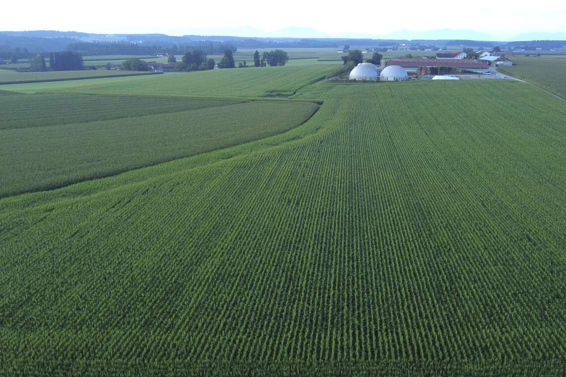 Die Klimabilanz von Biogasanlagen hängt von den verwendeten Rohstoffen ab. Insbesondere Mais-Monokulturen wie hier in Bayern sind Umweltschützern ein Dorn im Auge.
