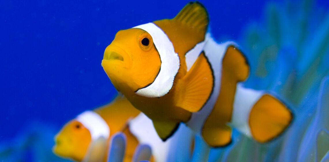 Orangeringel-Anemonenfisch: Mit blauen Anleihen (Blue Bonds) wollen Unternehmen und Staaten das Leben im Meer schützen.
