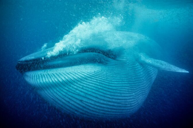 Der Blauwal gilt als Gärtner der Meere: Mit seinen eisenhaltigen Ausscheidungen düngt er das Wasser, sodass sich der Krill vermehren kann.