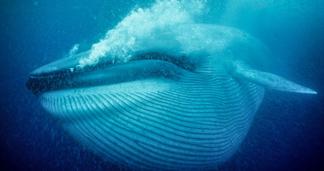 Blauwale sind Klimaschützer: Mit ihren Ausscheidungen fördern sie das Wachstum von Phytoplankton, das CO2 aufnimmt. Außerdem speichern sie selbst CO2 in ihren Körpern.