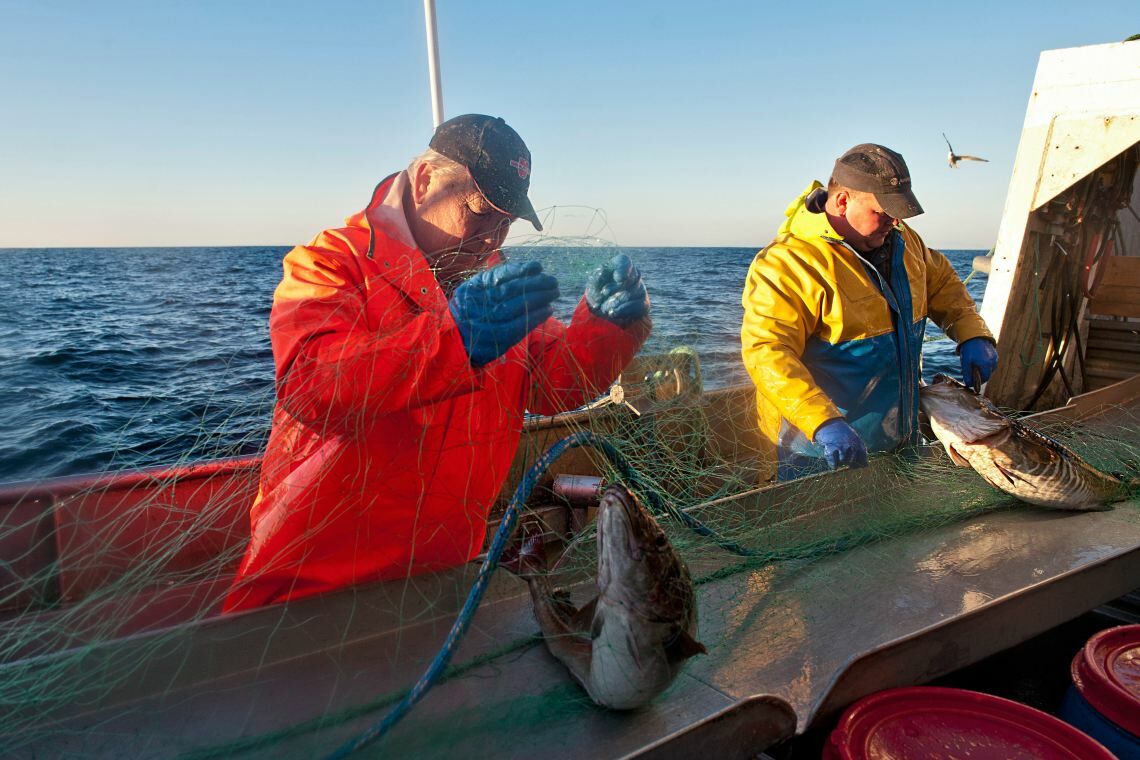 Kabeljau-Fang in Norwegen: Aus der südlichen Nordsee ist der Fisch weitgehend verschwunden. Einer Studie zufolge profitiert er hier aber von der Offshore-Windenergie.