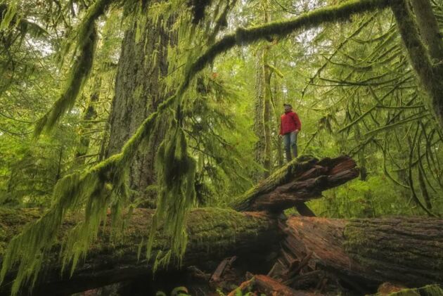 Cathedral Grove im Regenwald auf Vancouver Island: Indigene vom Volk der Tla-o-qui-aht haben die Natur der Region über Generationen bewahrt.
