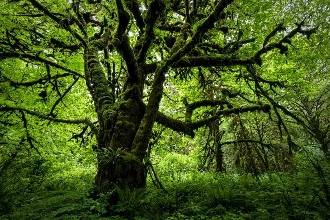 Regenwald auf Vancouver Island: Manche der Bäume sind mehr als 1000 Jahre alt. Beim Schutz der Natur spielen indigene Völker eine große Rolle.