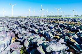 Windräder in Dithmarschen (Schleswig-Holstein): Der CDU-Bundestagsabgeordnete Mark Helfrich hält die Windenergie für notwendig, um die Klimaziele zu erreichen.