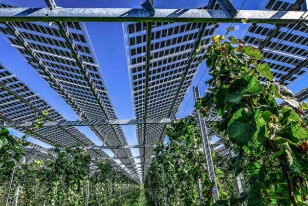 Agri-PV in einem Weinberg in Munzingen: Die Paneele erzeugen nicht nur Strom, sie schützen die Trauben auch vor zu viel Sonne und Hagel.