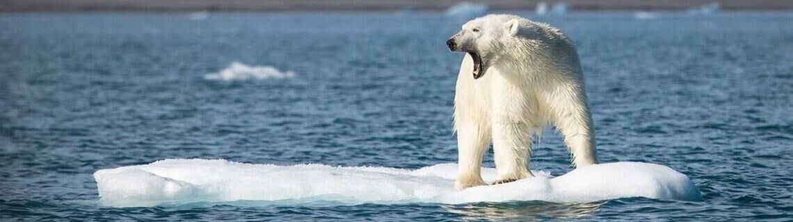 Der Klimawandel vernichtet den Lebensraum des Eisbären.