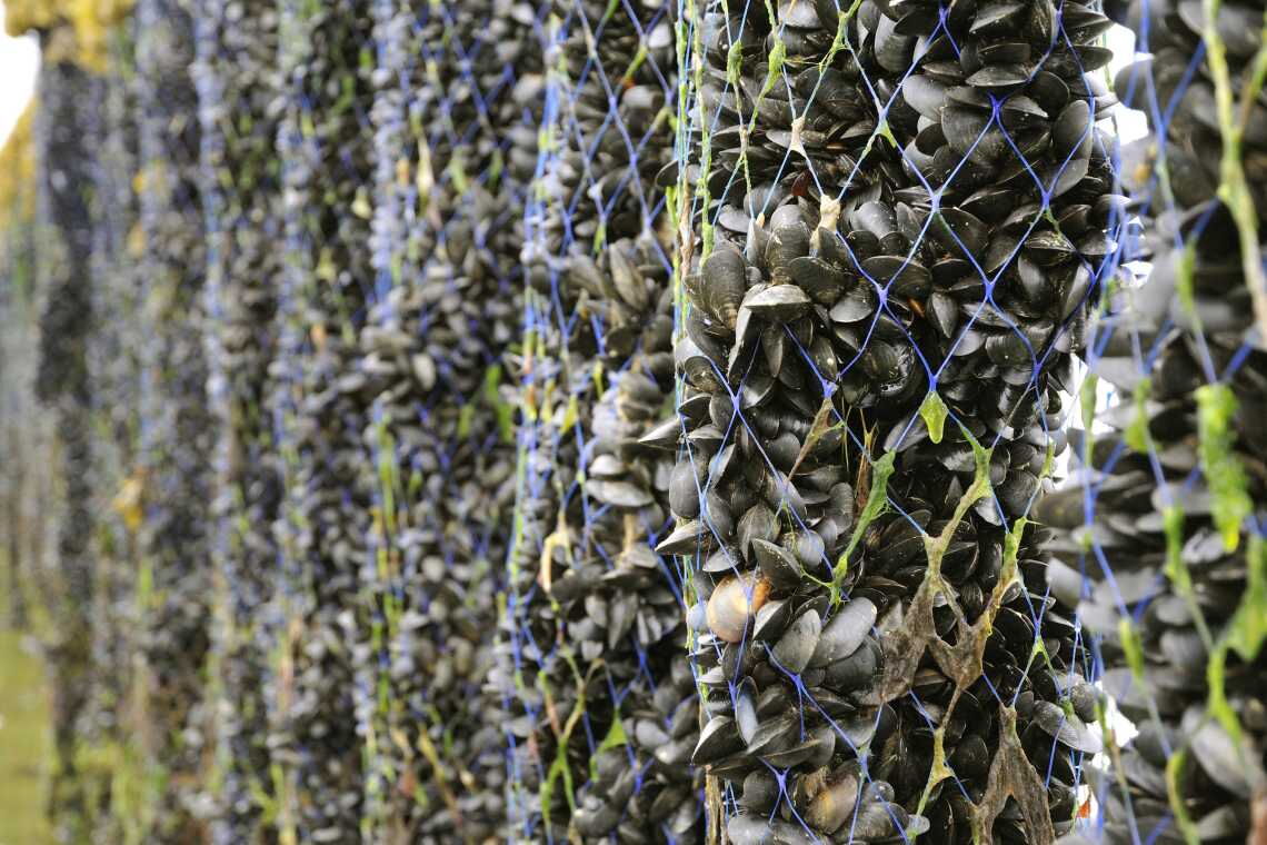 Gedeihen Miesmuscheln, Algen und Seelilien in Offshore-Windparks? Das soll im Windpark Kriegers Flak durch eine gezielte Ansiedlung herausgefunden werden.