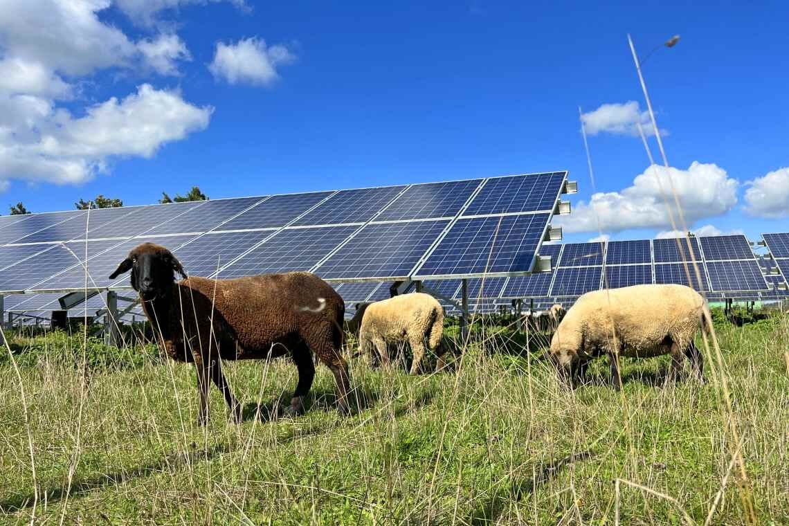 Solarpark in Bayern: Je öfter der Strompreis negativ ist, desto weniger rentiert sich der Bau neuer Anlagen für Investoren. Die Branche sieht darin eine Gefahr für die Energiewende.