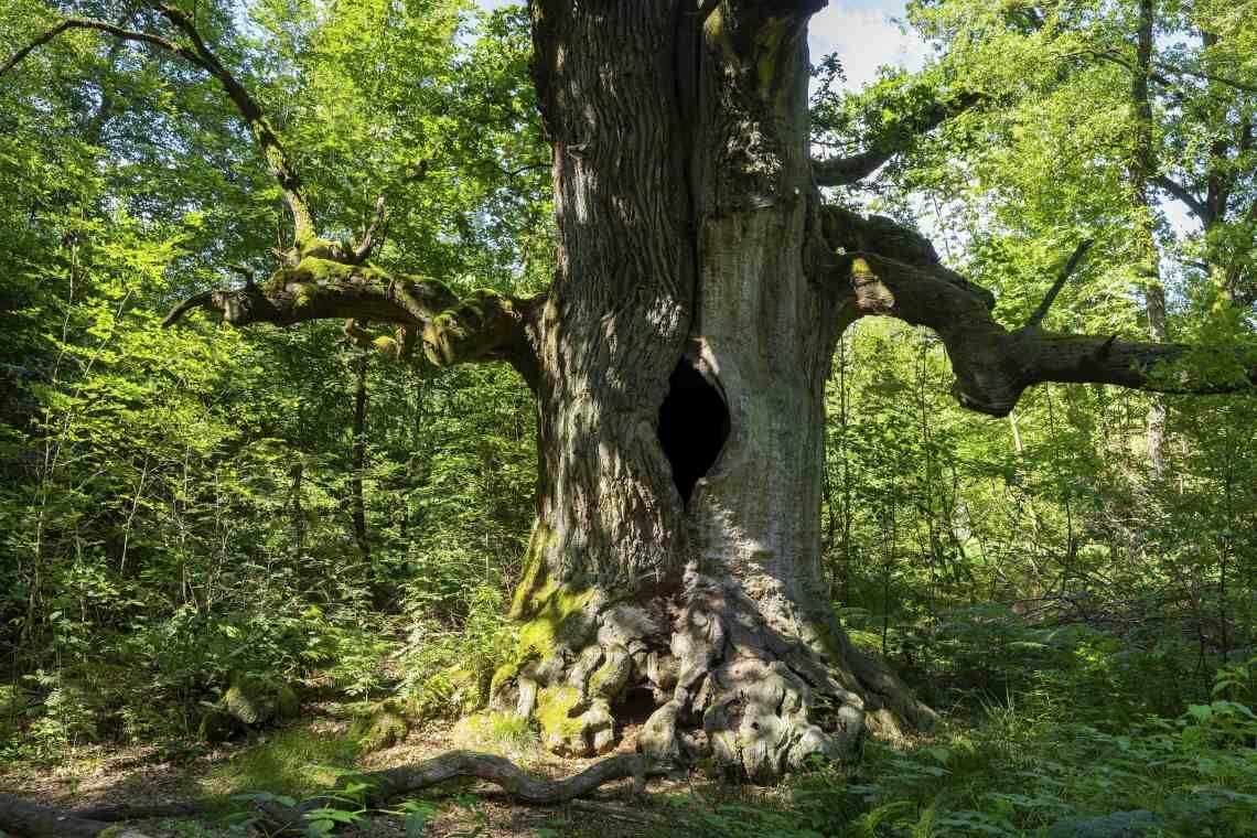 Urwald Sababurg: Naturbelassene Wälder speichern große Mengen CO2. Durch gezielte Aufforstung könnte zusätzliches Klimagas der Atmosphäre entzogen werden.