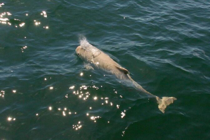Weißer Schweinswal im Großen Belt. „Schweinswale schwimmen munter durch Offshore-Windparks“, sagt der Biologe Georg Nehls.