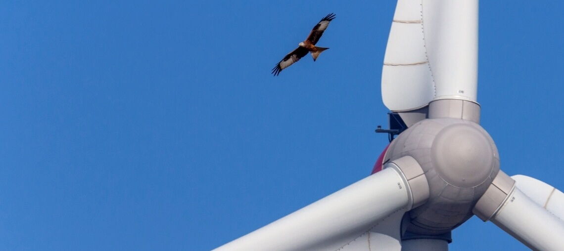 Hightech für den Rotmilan: Kamera- oder radargestützte Überwachungssysteme an Windrädern können verhindern, dass die Vögel in die Rotorblätter geraten.