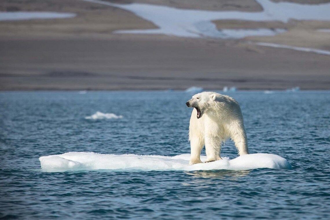 Eisbär in der Arktis: Dem Wappentier des Klimawandels schmilzt der Lebensraum unter den Tatzen weg.