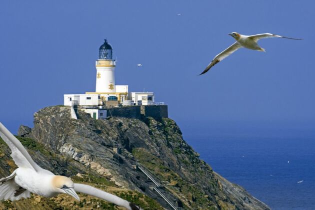 Basstölpel auf den Shetlands: Der Umweltwissenschaftler Henrik Skov hat erforscht, wie Seevögel auf einen Offshore-Windpark in Schottland reagieren.