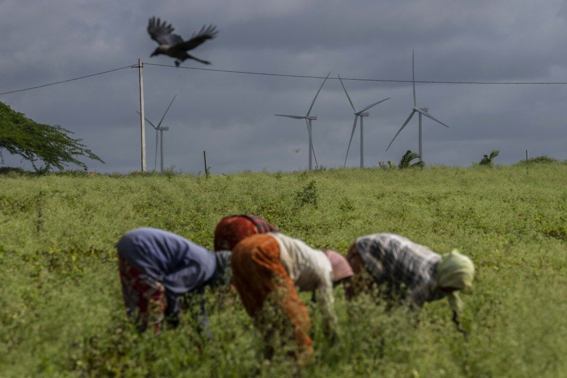 Windräder in Indien: Gemeinsam mit China hat das Land größere Kapazitäten in den erneuerbaren Energien aufgebaut als Europa und die USA zusammen.