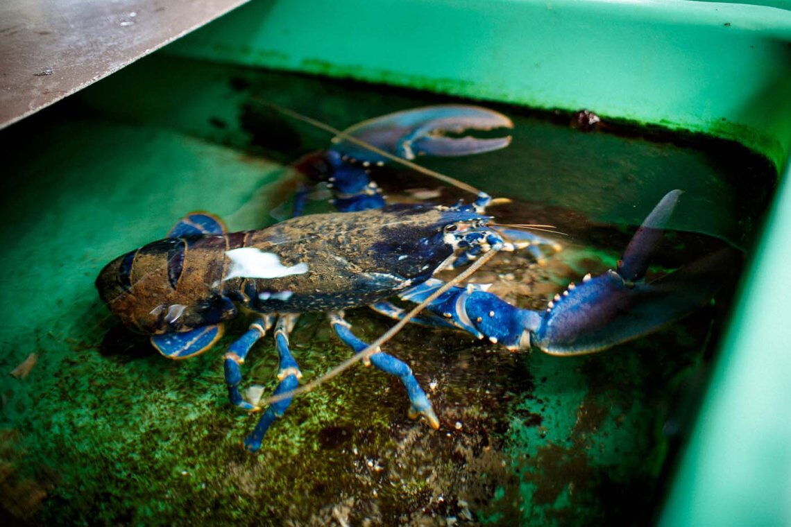 Hummer in der Aufzuchtstation des AWI auf Helgoland: Tausende Jungtiere werden in einem Offshore-Windpark ausgebracht, in der Hoffnung, dass sie sich dort ansiedeln.